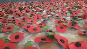 Remembrance Week Poppies